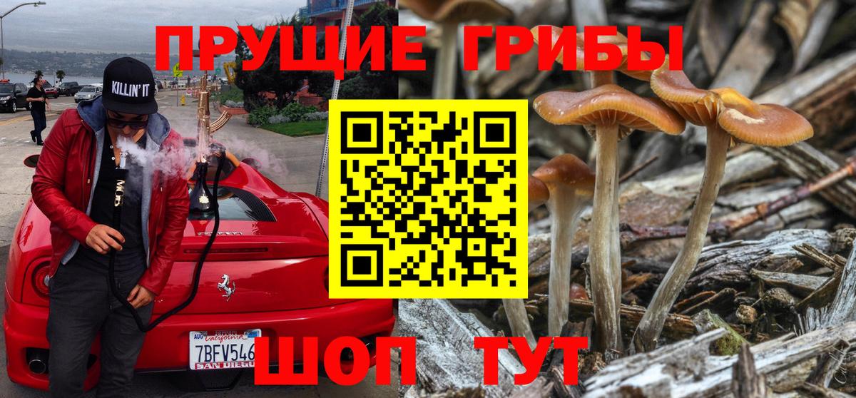 Псилоцибиновые грибы Psilocybe  Вход с VPN  Чебаркуль 
